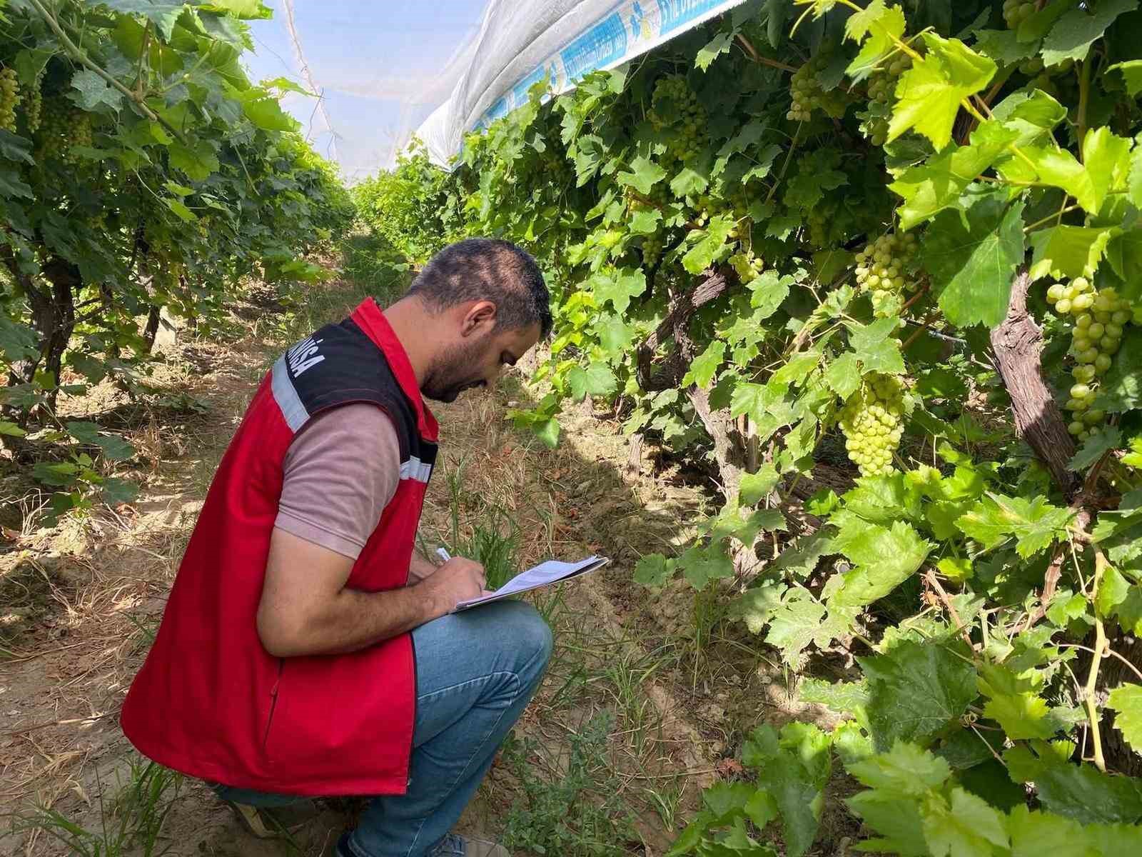 Sarıgöl’de 2025 yılı üzüm rekolte çalışmaları yapıldı