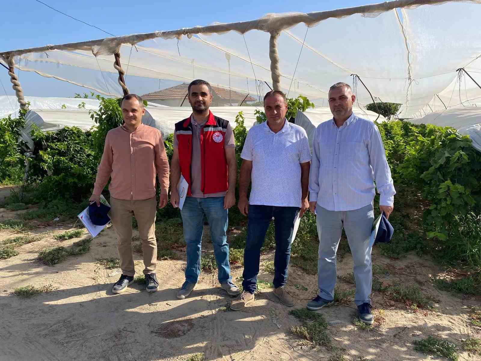 Sarıg&ouml;l&rsquo;de 2025 yılı &uuml;z&uuml;m rekolte &ccedil;alışmaları yapıldı
