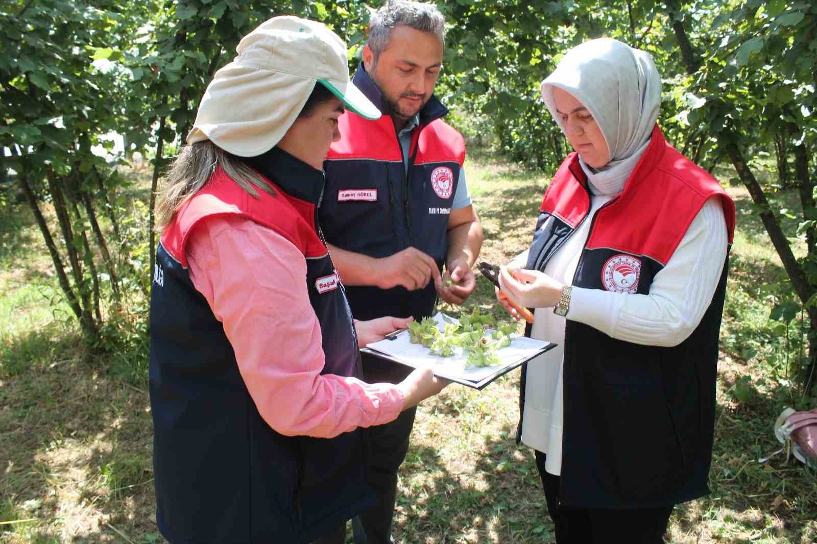 Düzce’de fındık hasat tarihleri belli oldu