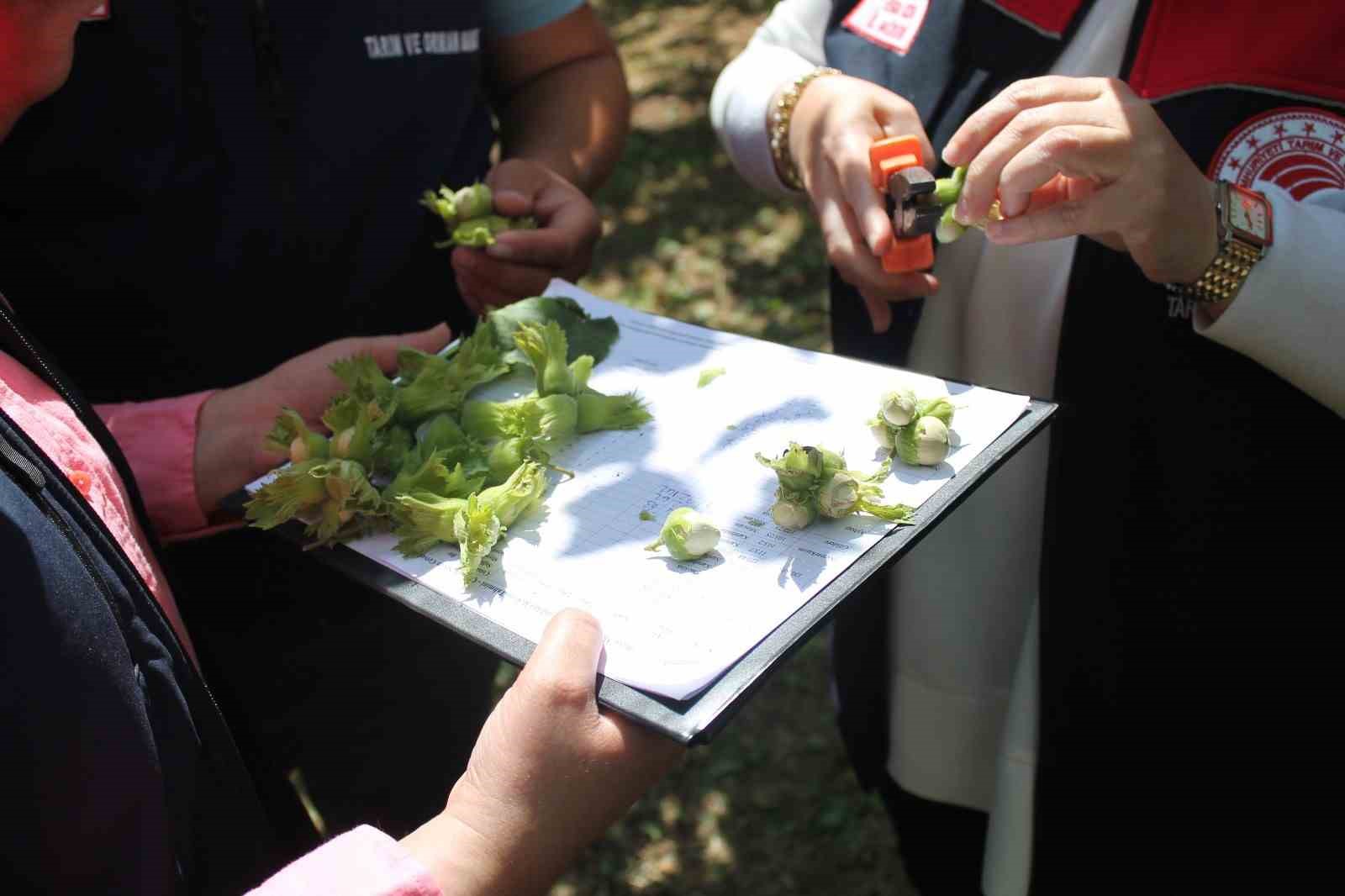 D&uuml;zce&rsquo;de fındık hasat tarihleri belli oldu
