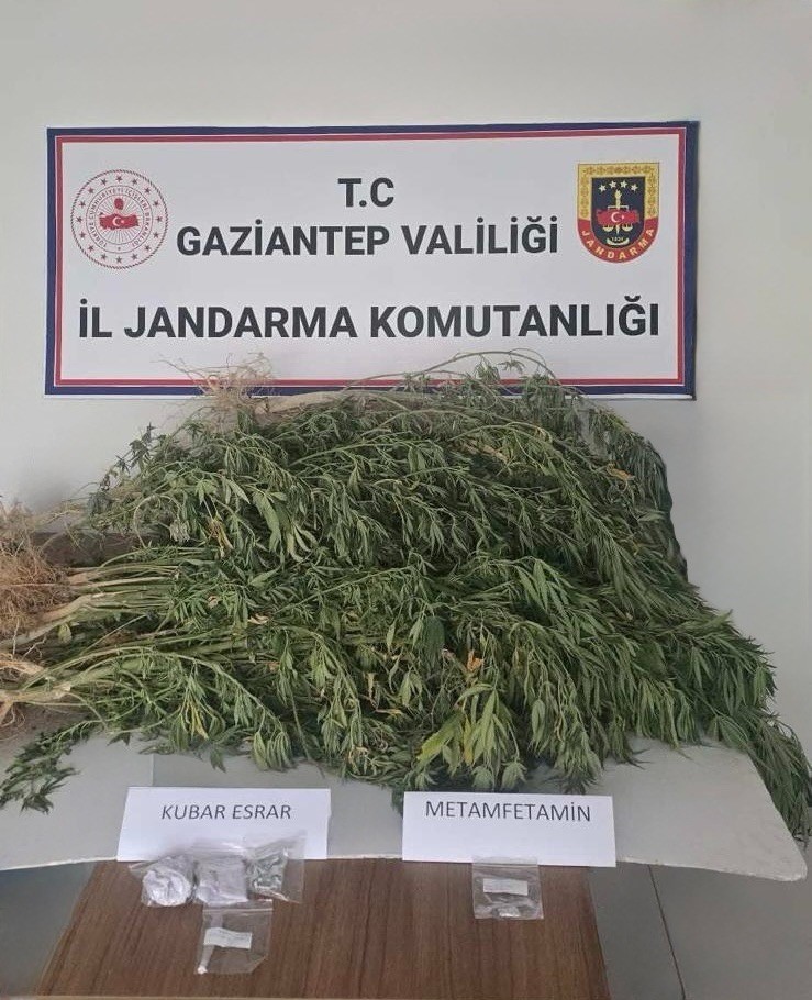 Gaziantep’te 145 kök kenevir ele geçirildi