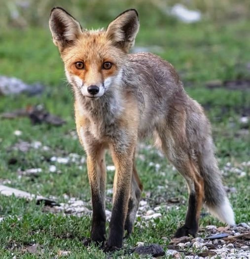 Kamuflajlı savcı, doğanın gizli g&uuml;zelliklerini yakalıyor
