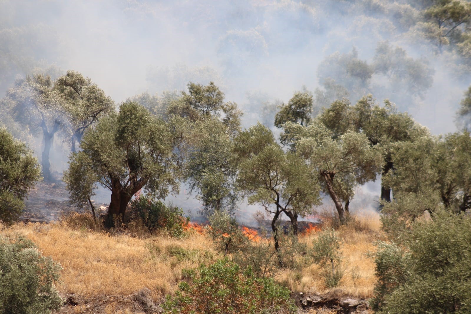 Aydın&rsquo;daki yangına m&uuml;dahale s&uuml;r&uuml;yor

