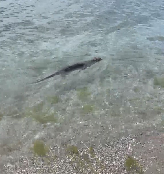 Nesli tükenmekte olan su samuru Silivri Parkköy’de görüldü