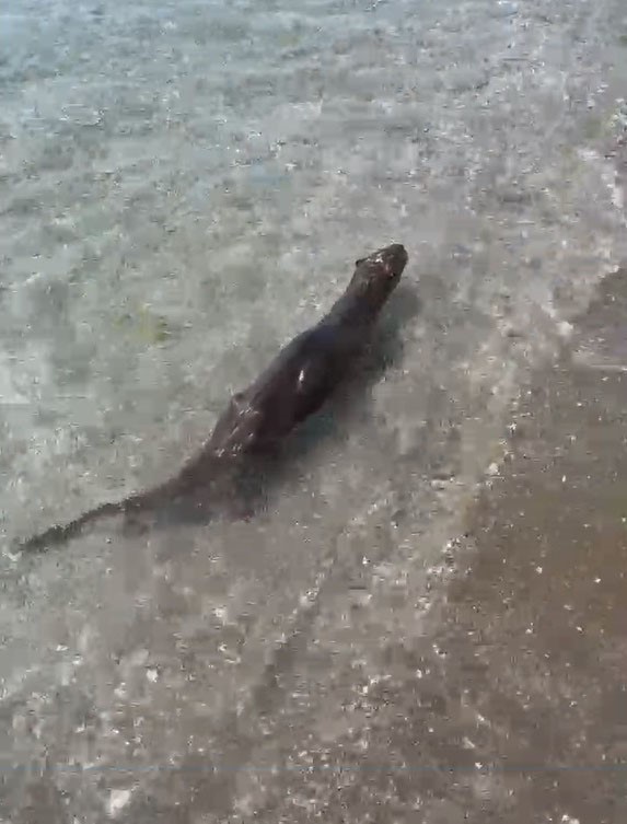 Nesli t&uuml;kenmekte olan su samuru Silivri Parkk&ouml;y&rsquo;de g&ouml;r&uuml;ld&uuml;
