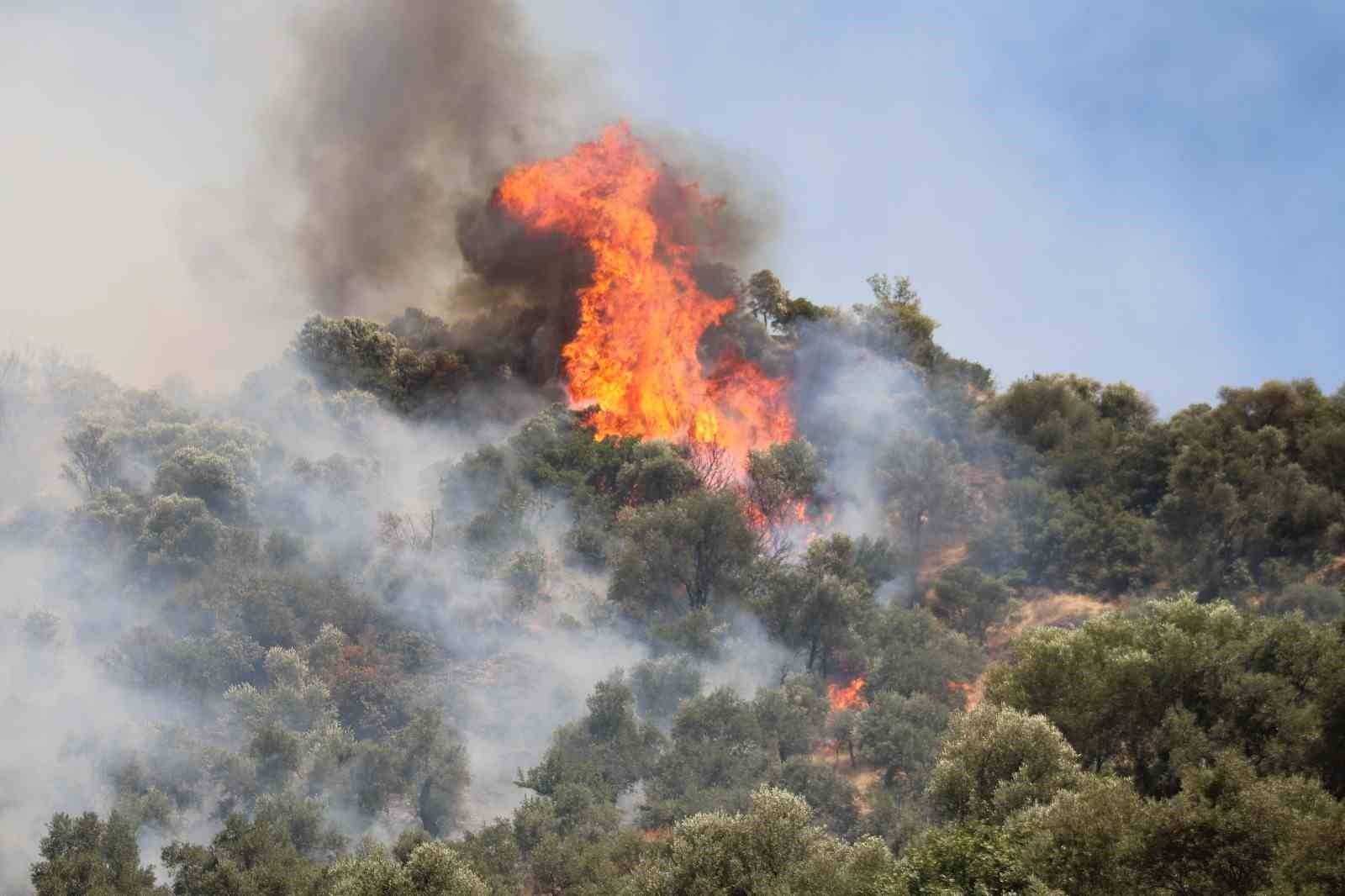 Aydın’daki orman yangını kontrol altına alındı