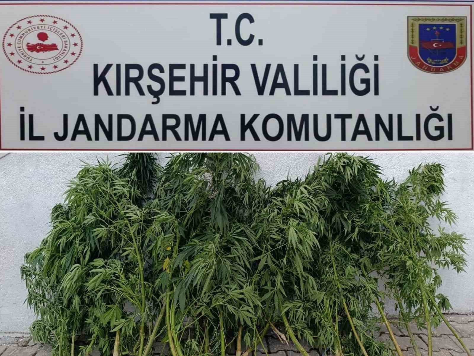 Kırşehir’de 48 kök kenevir ele geçirildi