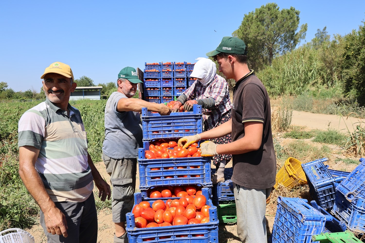 Sıcak hava domatesi vurdu, Aydınlı üretici verim kaybı yaşadı