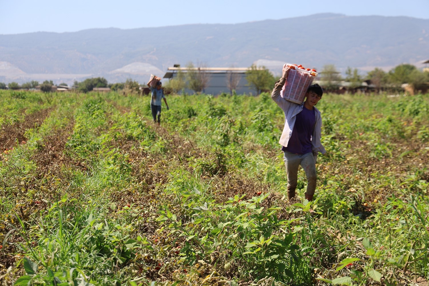 Sıcak hava domatesi vurdu, Aydınlı &uuml;retici verim kaybı yaşadı

