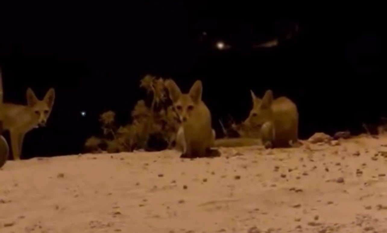 Antalya’da aç kalan tilki yavrularını kraker ve bisküviyle beslediler