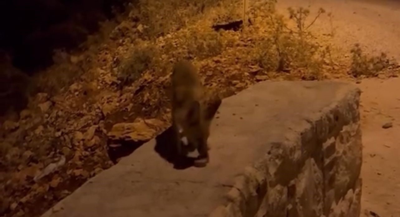 Antalya&rsquo;da a&ccedil; kalan tilki yavrularını kraker ve bisk&uuml;viyle beslediler
