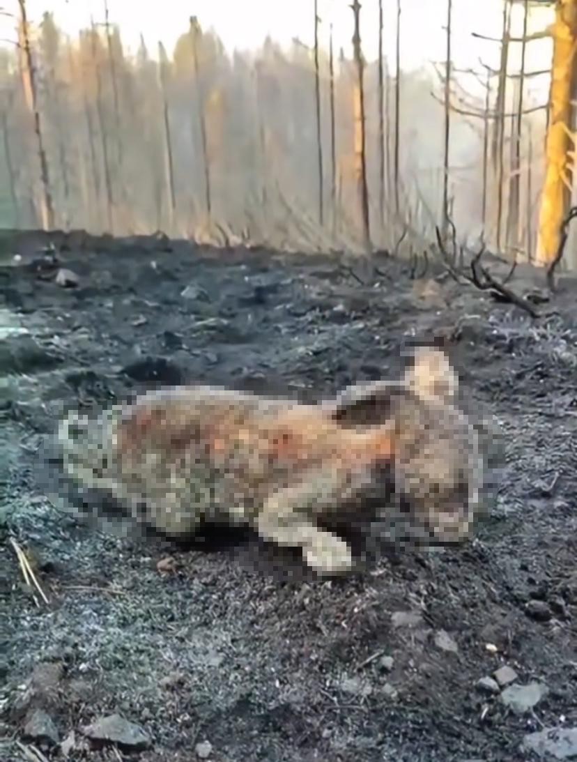 Orman yangınında yürek burkan görüntü