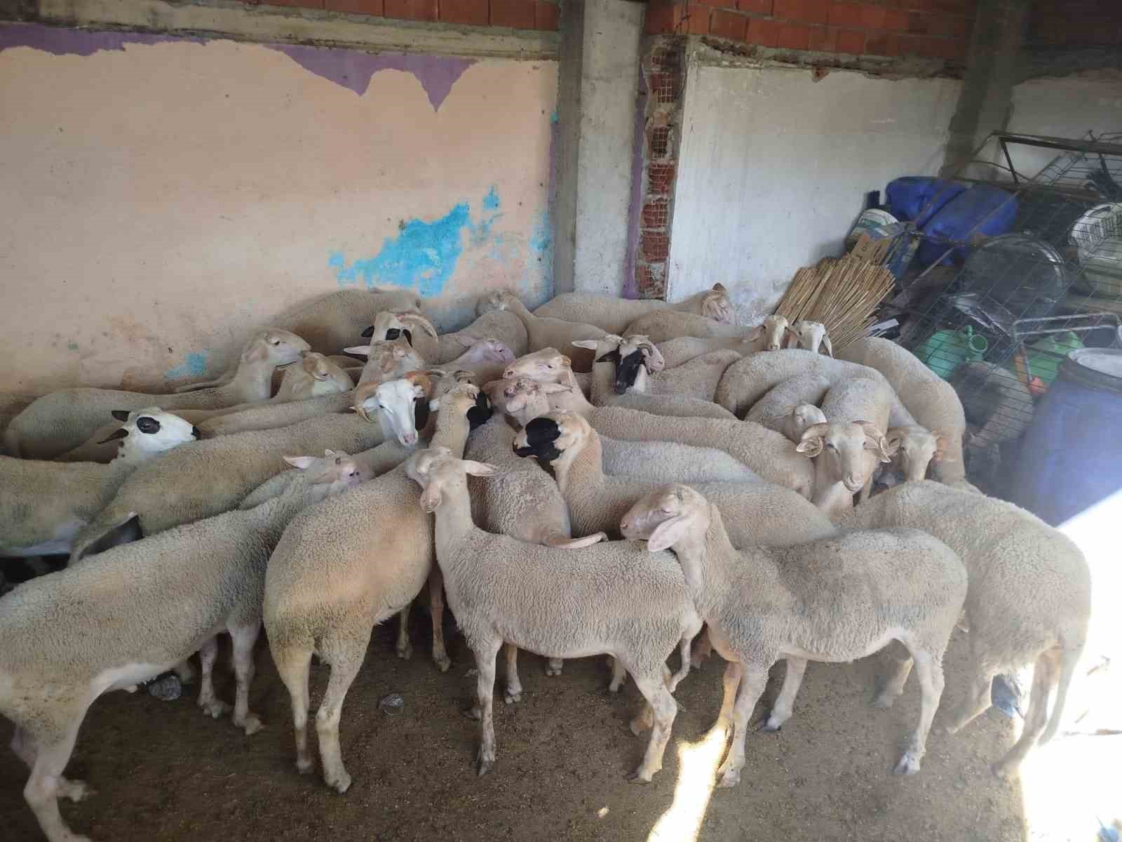 Denizli’de kaybolan koyunlar Kırkağaç’ta bulundu