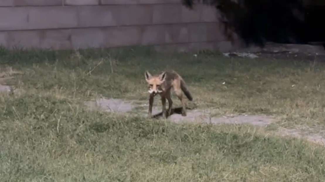 Tilkilere ziyafet, doğaya ihanet: Ekşisu’da duyarsızlık kamerada