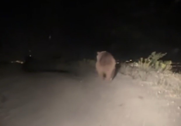 Erzincan’da boz ayı yola indi