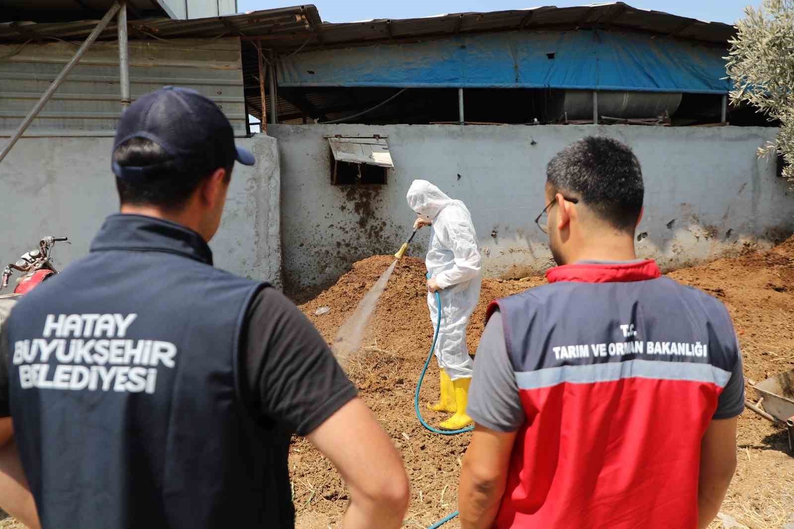 Hatay’da Akdeniz meyve sineğiyle mücadele sürüyor