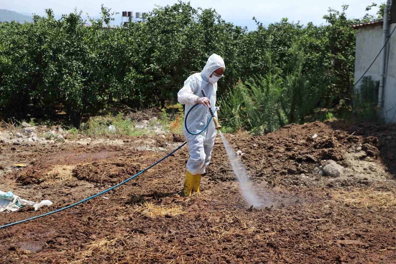 Hatay&rsquo;da Akdeniz meyve sineğiyle m&uuml;cadele s&uuml;r&uuml;yor
