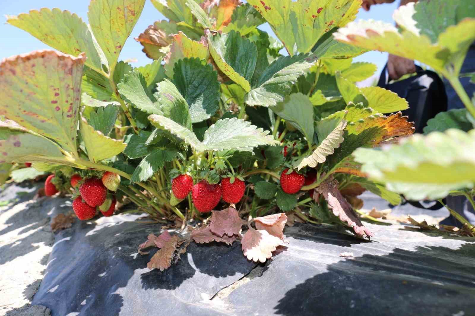 Erzincan’da çilek hasadı