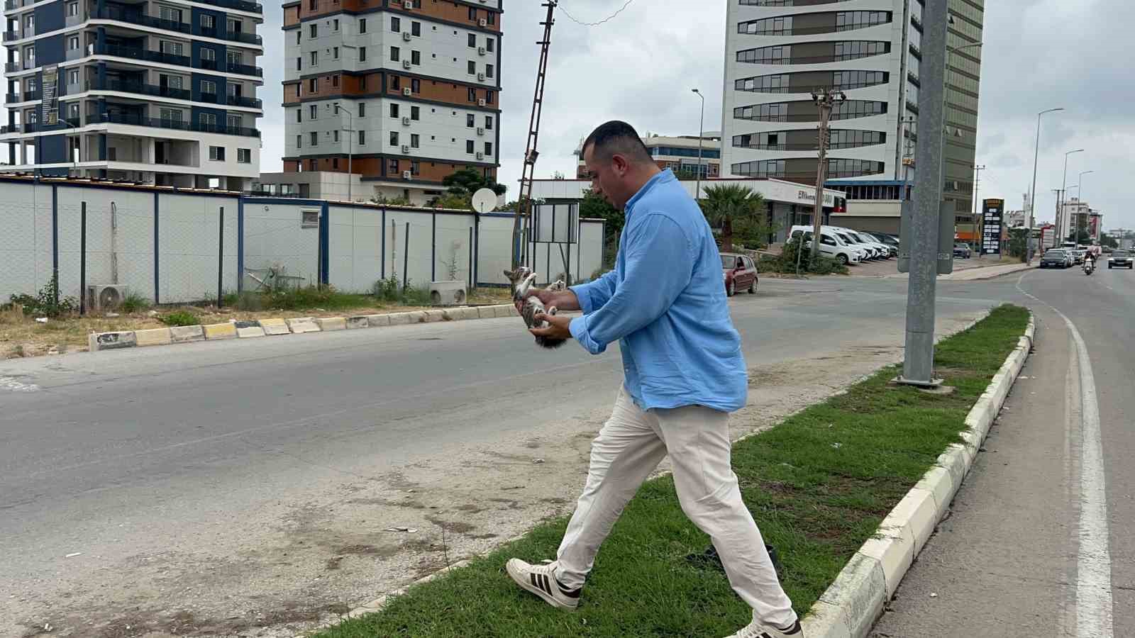 Yolcu dolu minib&uuml;s&uuml; durdurarak akan trafikte &ccedil;aresizce bekleyen yavru kediyi kurtardı
