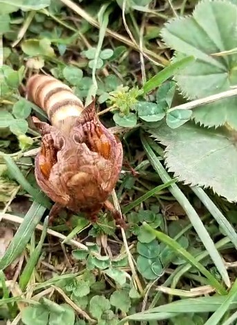 Yaylada ilk kez gördüğü böceğin türünü öğrenmek için sosyal medyada paylaştı