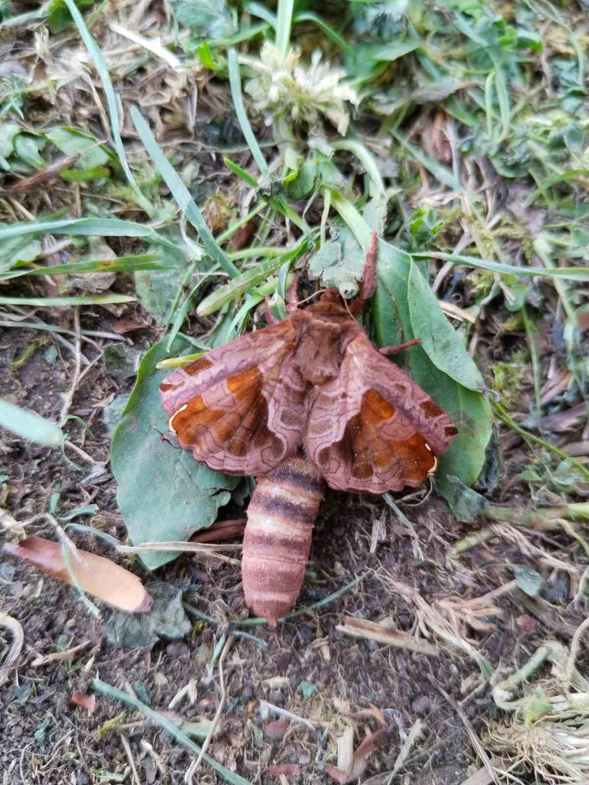 Yaylada ilk kez g&ouml;rd&uuml;ğ&uuml; b&ouml;ceğin t&uuml;r&uuml;n&uuml; &ouml;ğrenmek i&ccedil;in sosyal medyada paylaştı
