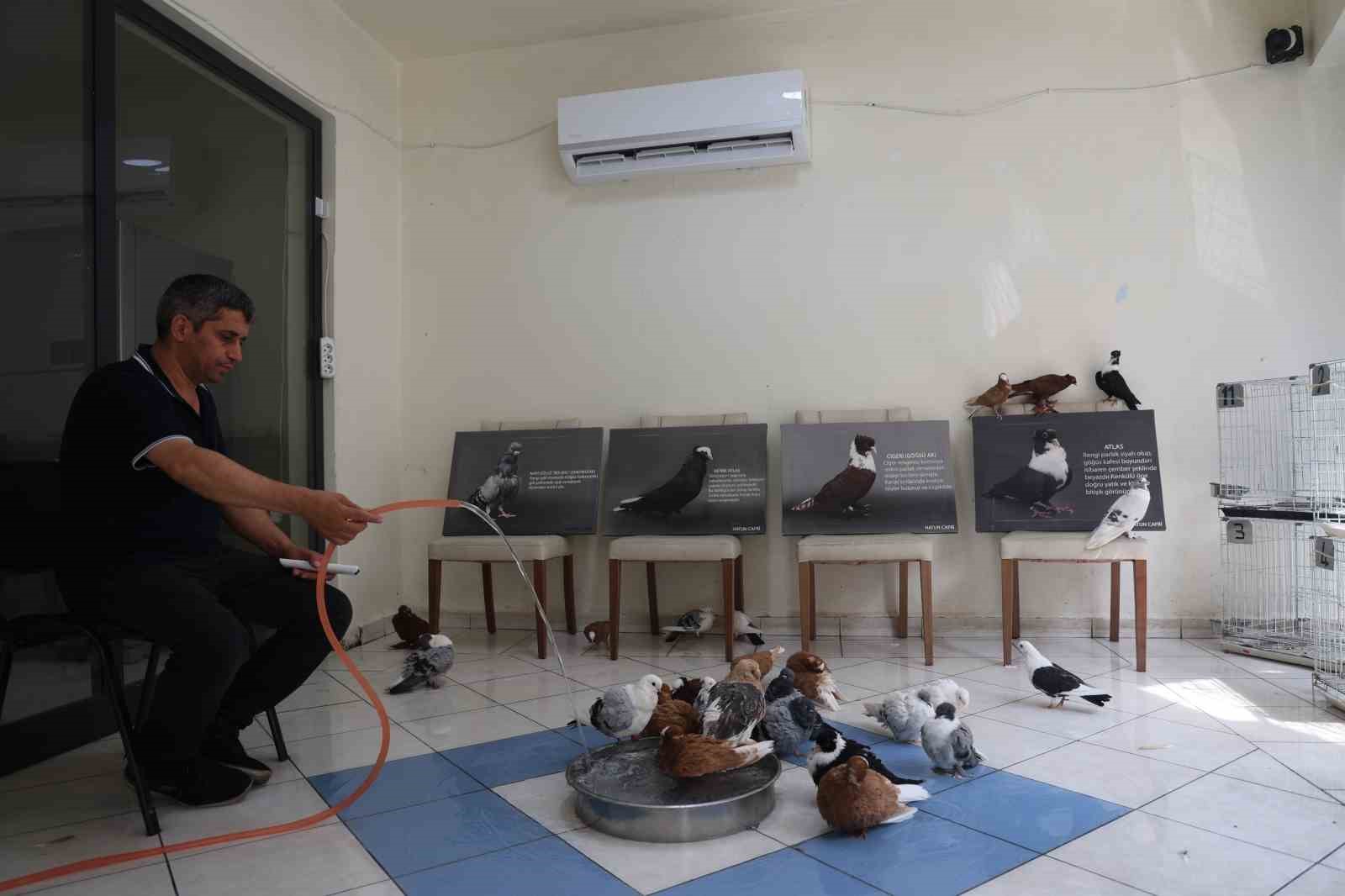 Milyonluk yerli ırk güvercinlere kavurucu sıcakta 5 yıldızlı otel konforunda hizmet