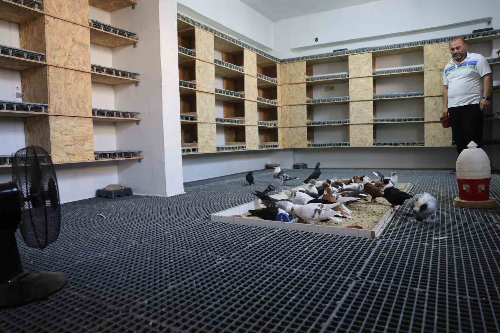 Milyonluk yerli rk gvercinlere kavurucu scakta 5 yldzl otel konforunda hizmet
