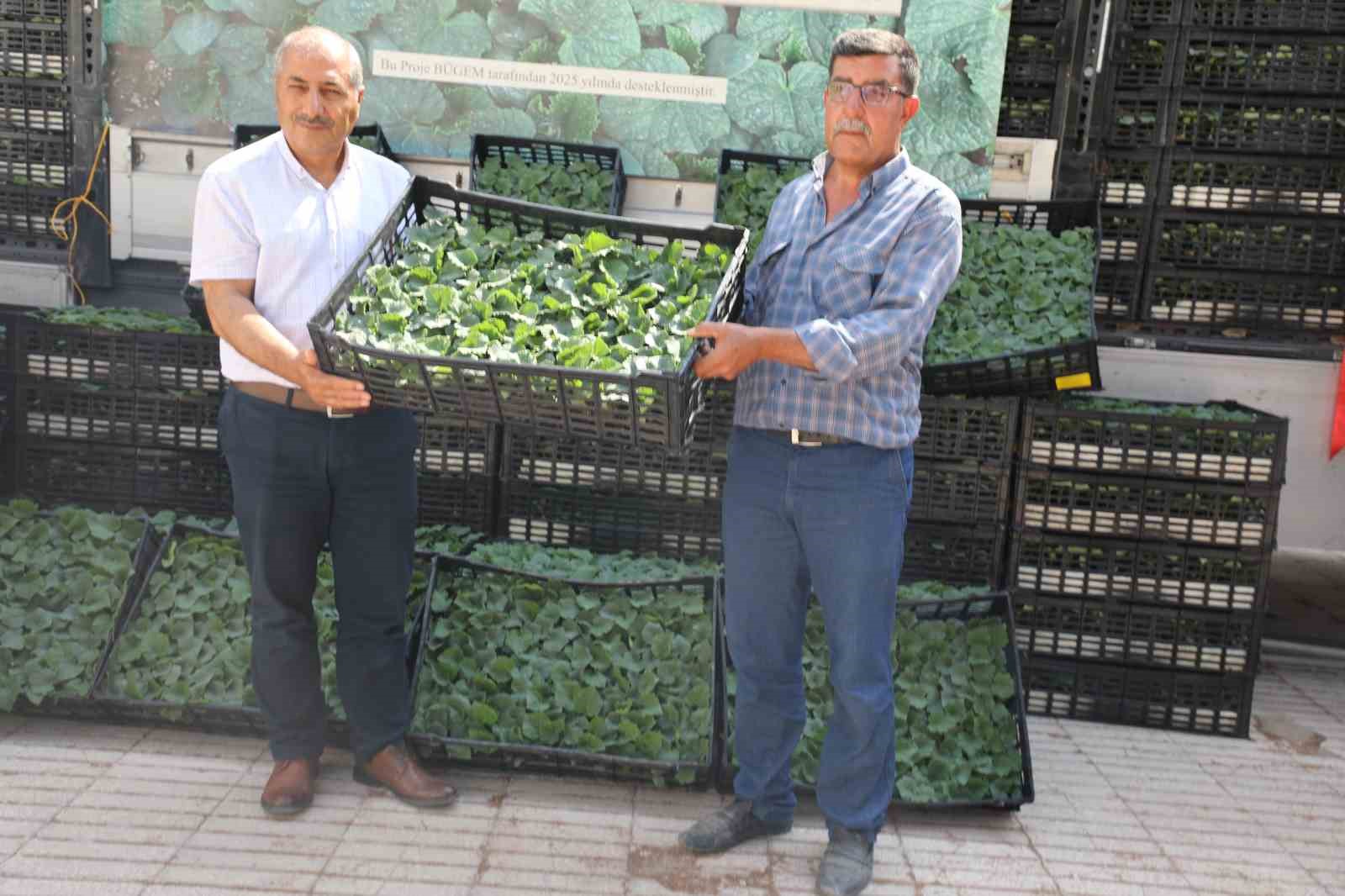 Elazığ&rsquo;da 101 bin adet fide dağıtıldı
