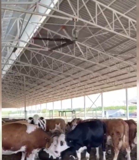 Sıcak havalarda havyanlar dev vantilat&ouml;r ile serinliyor
