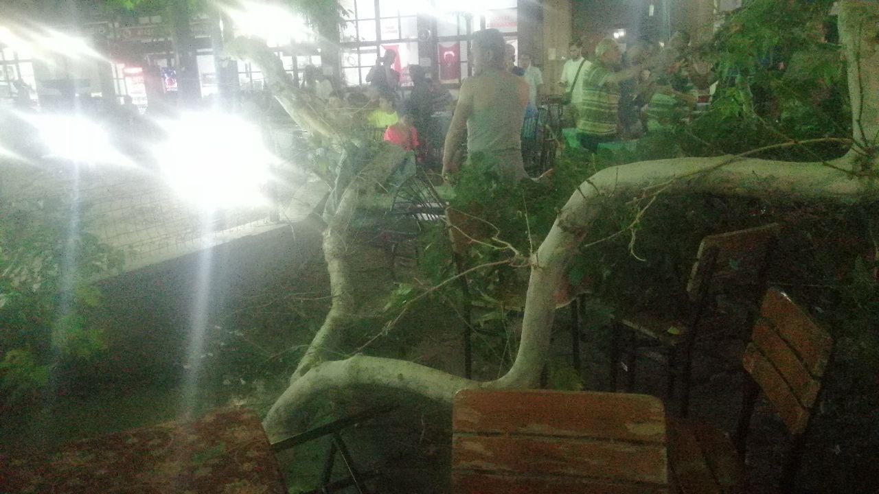 Asırlık &ccedil;ınarın dalı kalabalığın &uuml;zerine d&uuml;şt&uuml;: 1 yaralı

