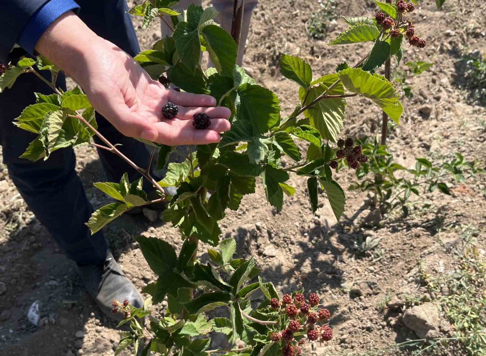 Dumlupınar’da böğürtlen fideleri ilk meyvelerini verdi