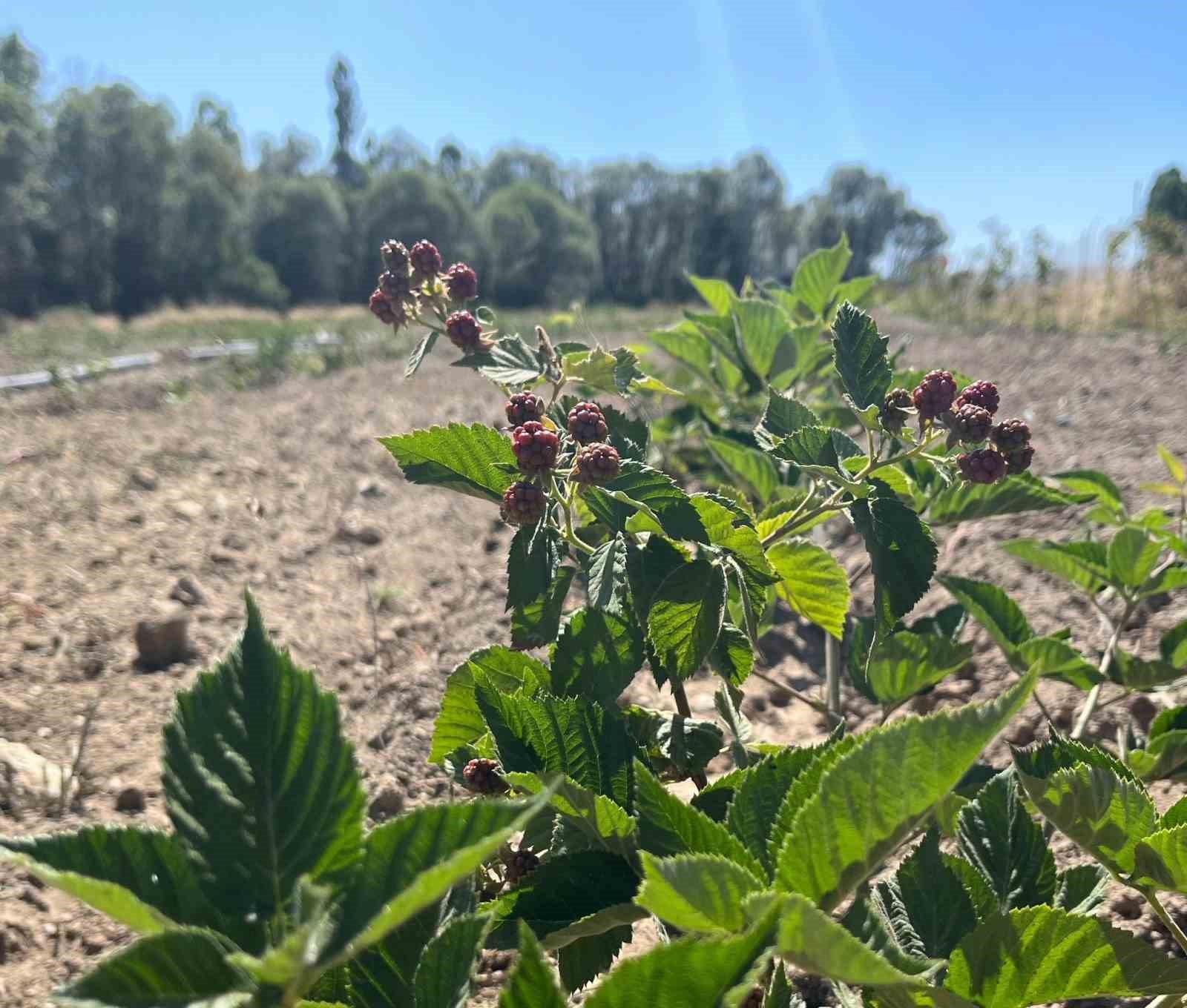 Dumlupınar&rsquo;da b&ouml;ğ&uuml;rtlen fideleri ilk meyvelerini verdi
