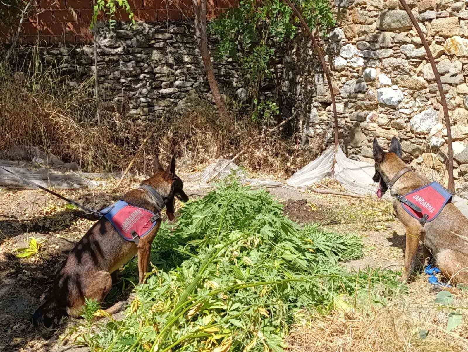 Nazilli’de uyuşturucu operasyonu