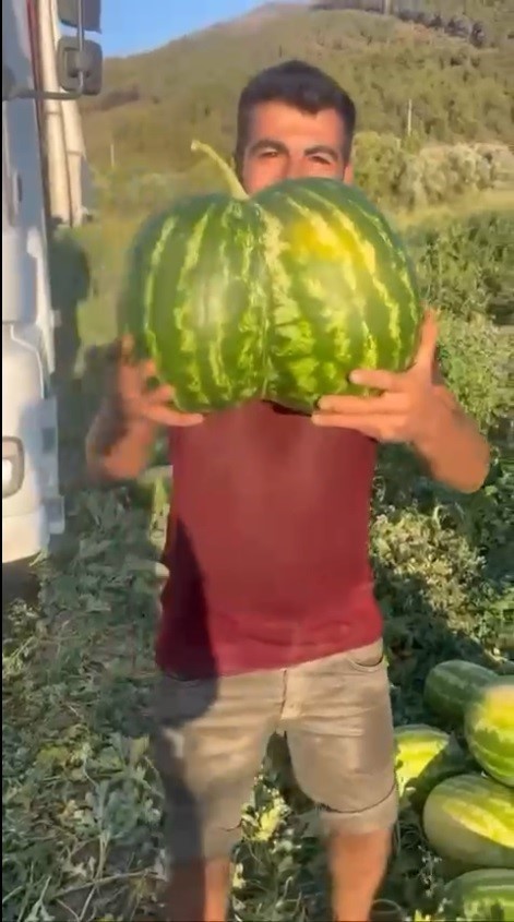 Bilecik’te hasat edilen ikiz kavun ve karpuz görenleri hayrete düşürdü