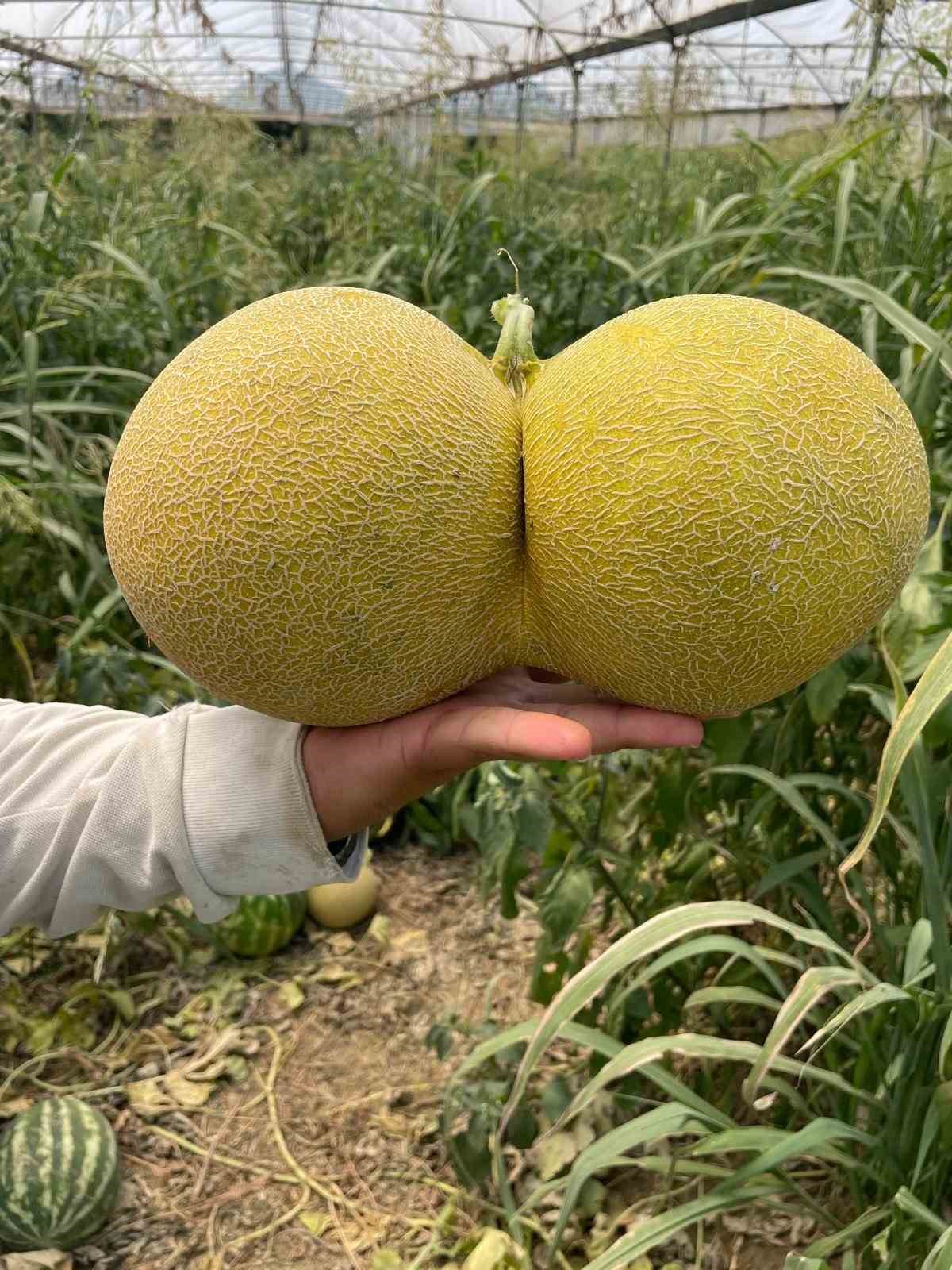 Bilecik&rsquo;te hasat edilen ikiz kavun ve karpuz g&ouml;renleri hayrete d&uuml;ş&uuml;rd&uuml;
