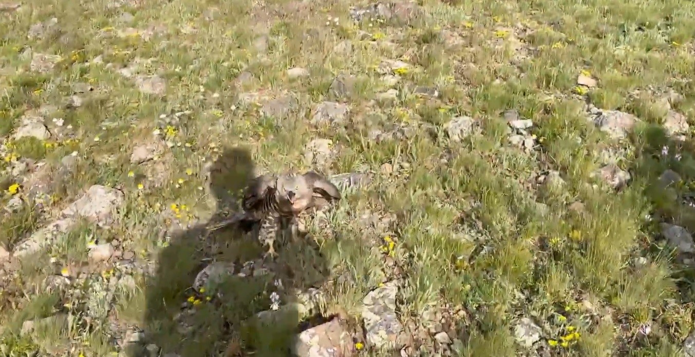 Kars&rsquo;ta tedavileri tamamlanan yaban hayvanları doğayla buluştu
