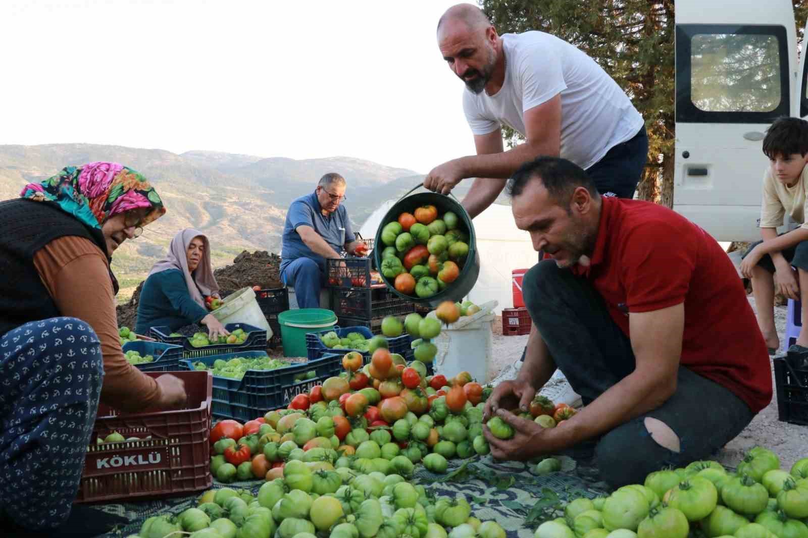 Domates yetiştiriciliği &uuml;reticiye umut oldu
