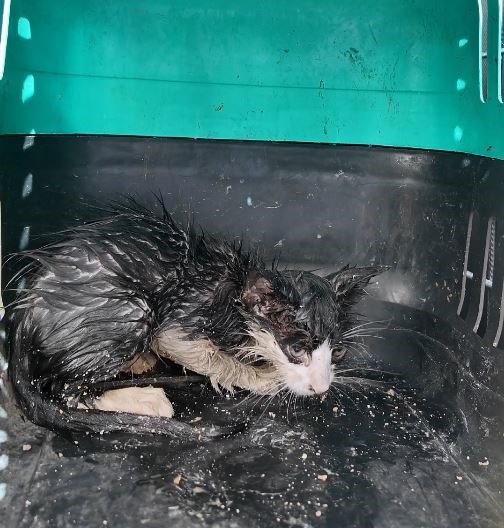 Su borusuna sıkışan yavru kedi için seferber oldular