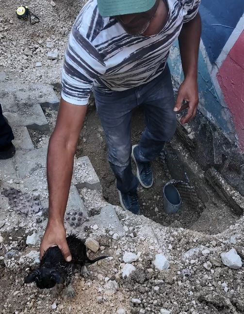 Su borusuna sıkışan yavru kedi i&ccedil;in seferber oldular
