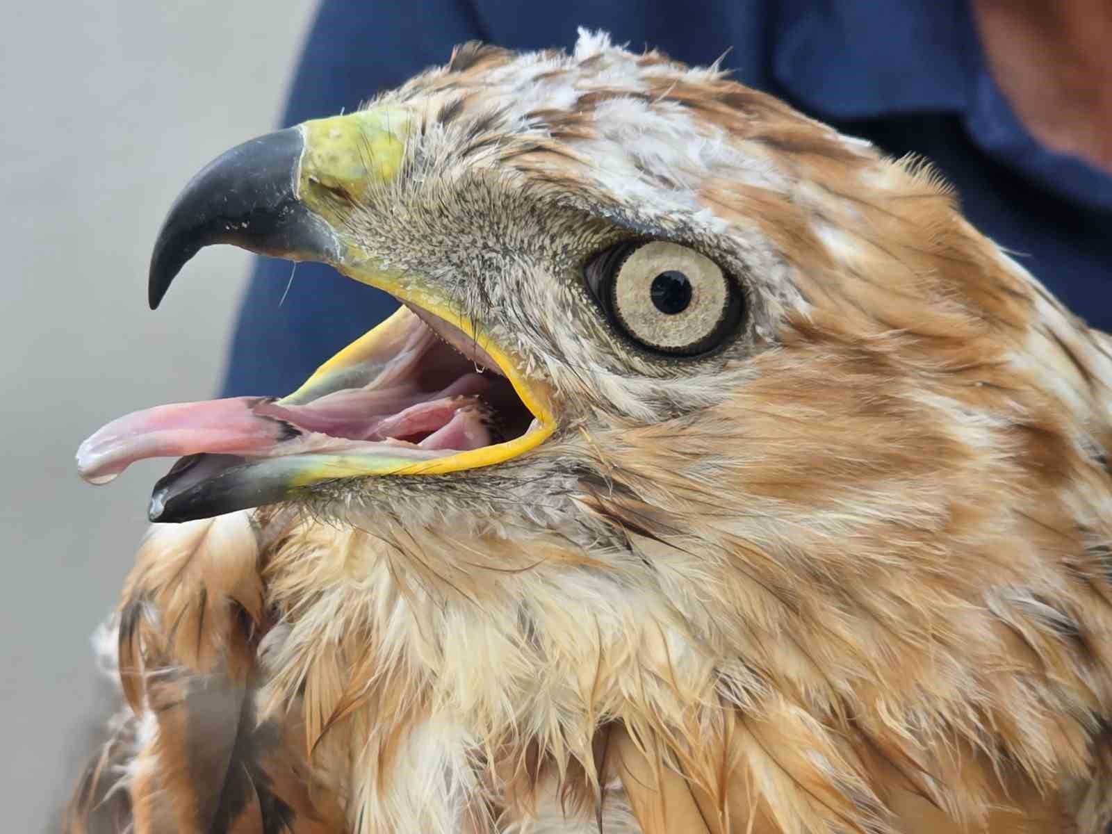 Aksaray’da yaralı kızıl şahin bulundu