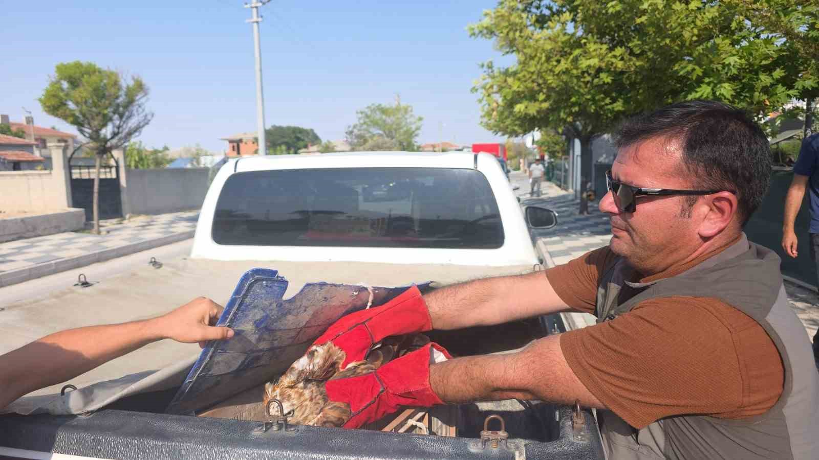 Aksaray&rsquo;da yaralı kızıl şahin bulundu
