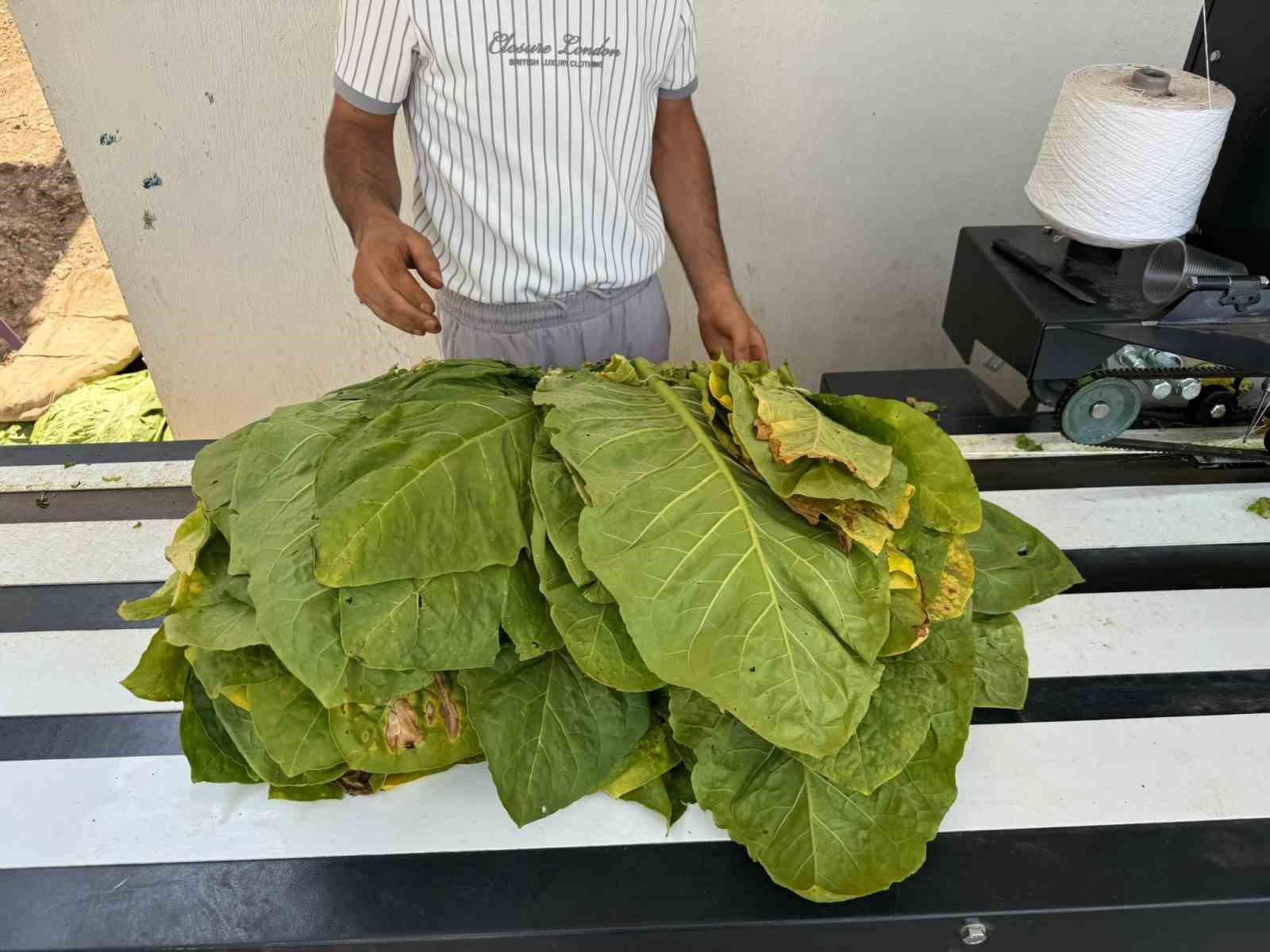 Siirt’te tütün hasadı başladı