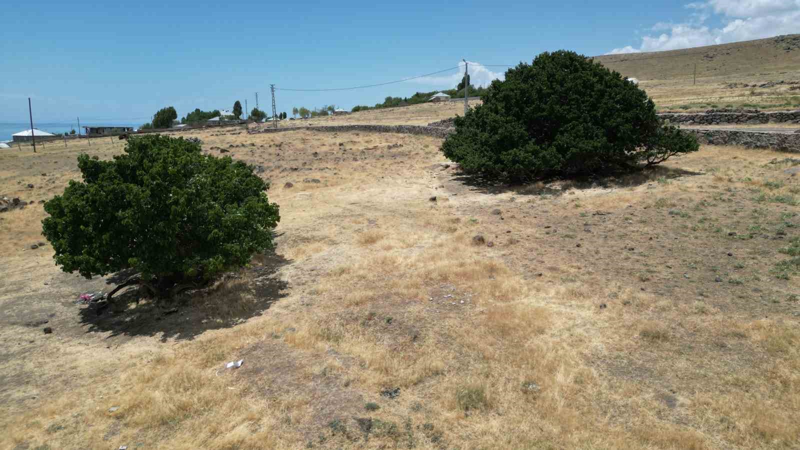 Asırlık dut ağaçları zamana meydan okuyor