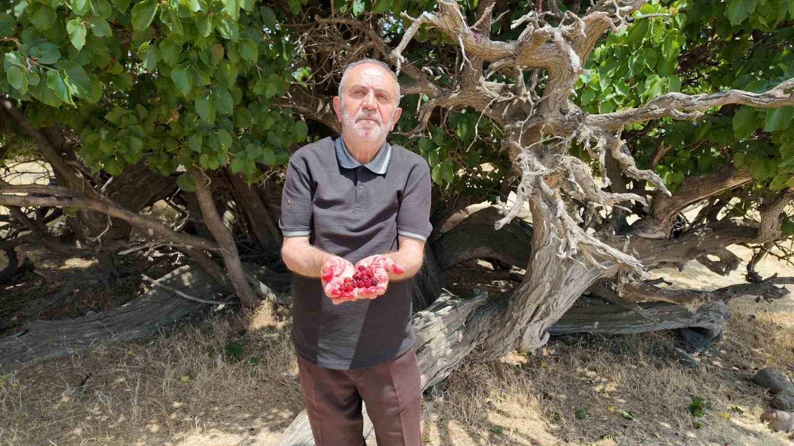 Asırlık dut ağa&ccedil;ları zamana meydan okuyor
