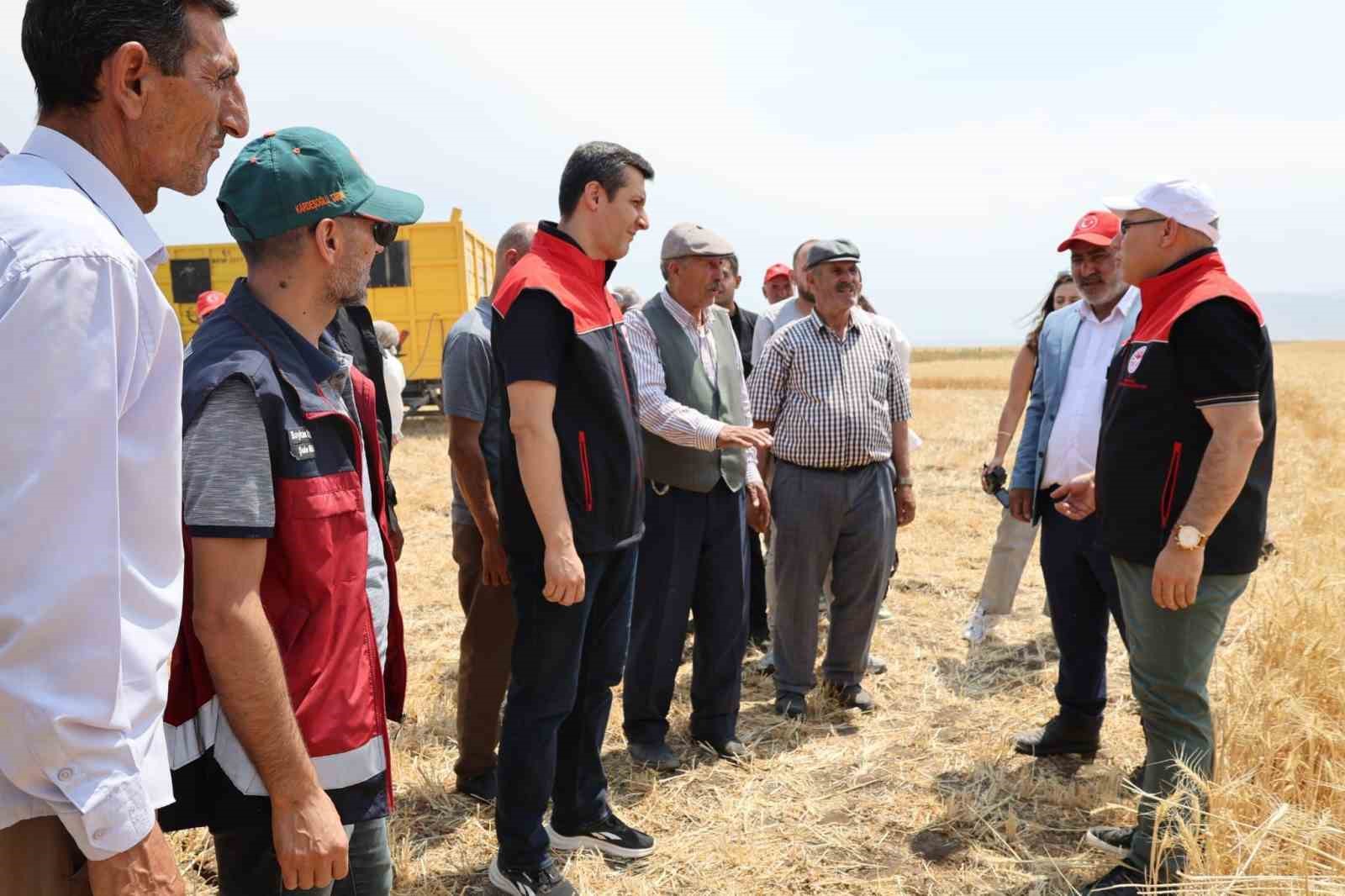 &Ccedil;ift&ccedil;inin emeği &uuml;r&uuml;ne d&ouml;n&uuml;şt&uuml;, hasat mesaisi başladı
