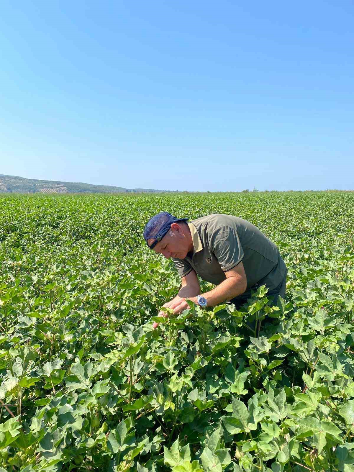 Pamuk ve ayçiçeğinde tehlike yok