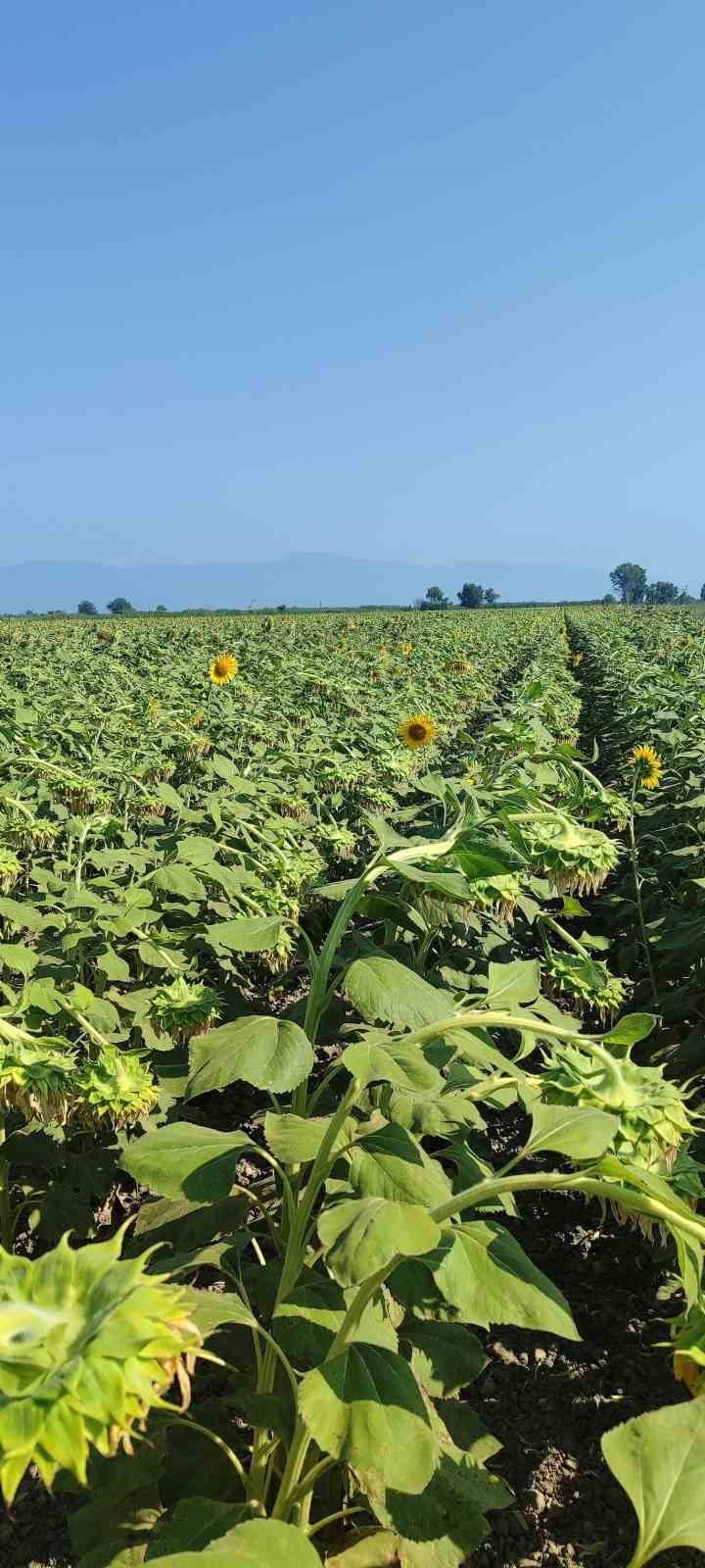 Pamuk ve ayçiçeğinde tehlike yok