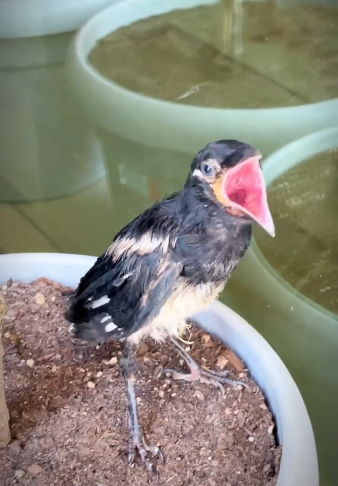 Yangından yaralı kurtarılan saksağana belediye başkanı makamında bakıyor
