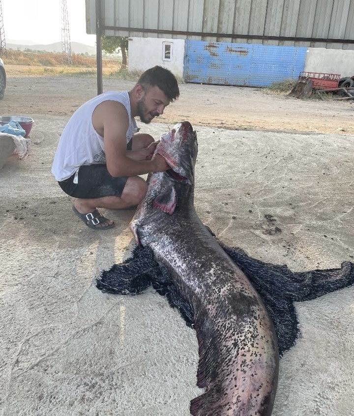 Meriç Nehri’nde 73 kiloluk yayın balığı yakalandı