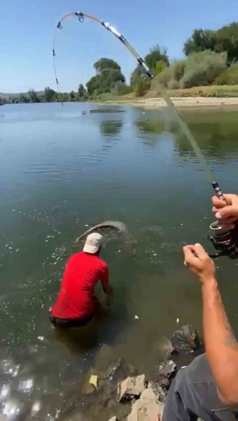 Meri&ccedil; Nehri&rsquo;nde 73 kiloluk yayın balığı yakalandı
